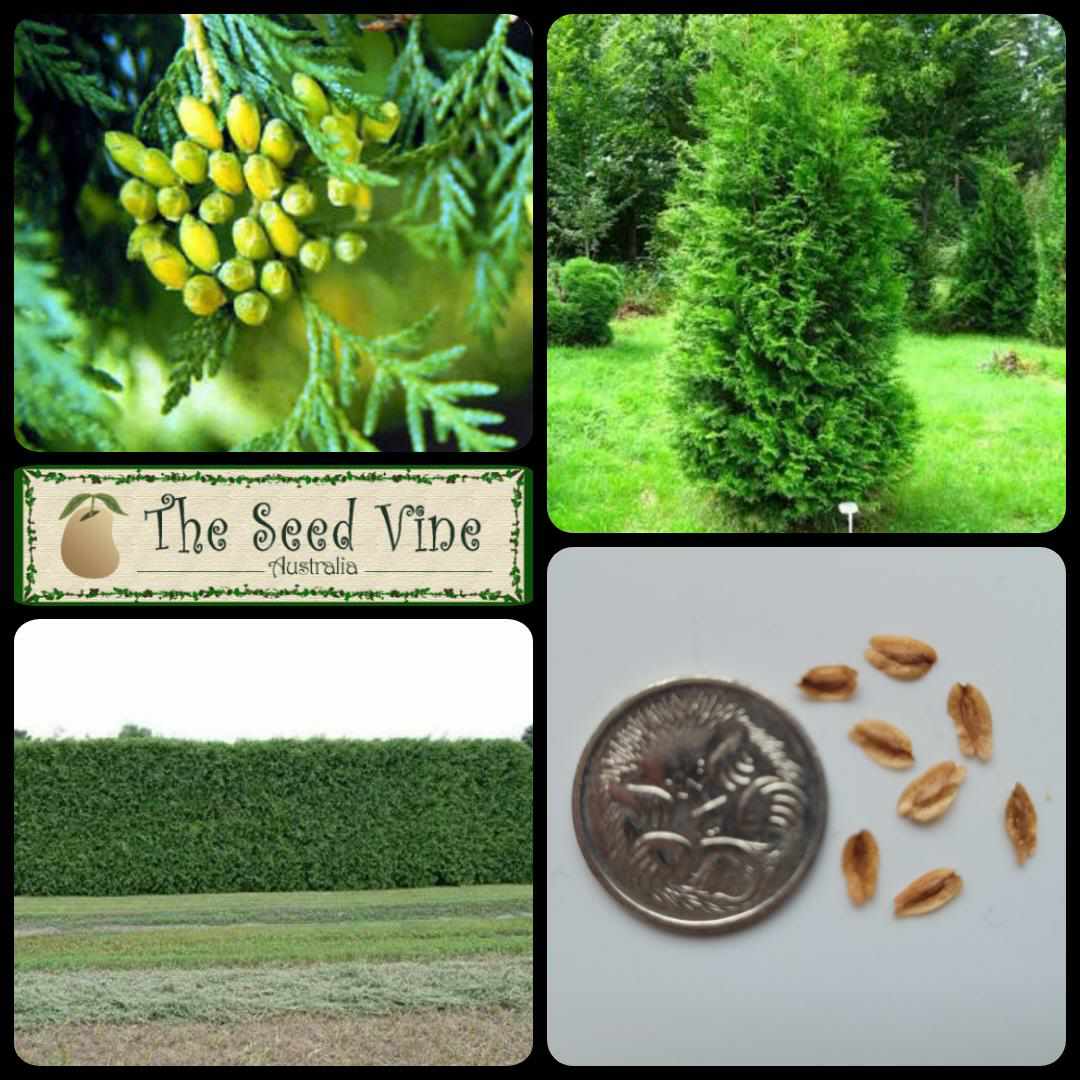 Thuja occidentalis - Northern White Cedar - The Seed Vine