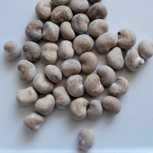 Adansonia gregorii - Baobab Australian