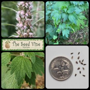 Leonurus cardiaca - Motherwort - main