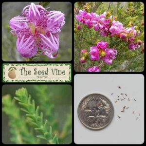 Melaleuca pulchella - Claw Honey Myrtle