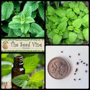Melissa officinalis - Lemon Balm