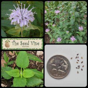 Monarda fistulosa - Wild Bergamot - main