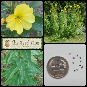 Oenothera biennis - Evening Primrose
