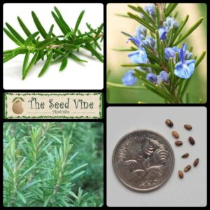 Rosmarinus officinalis - Rosemary main