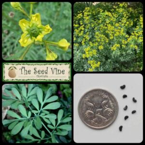 Ruta graveolens - Rue - main