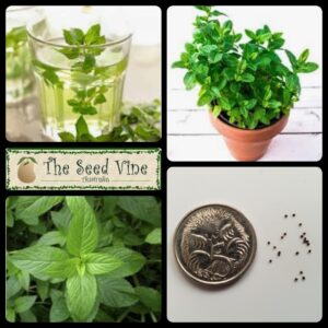 mentha-x-piperita peppermint organic main