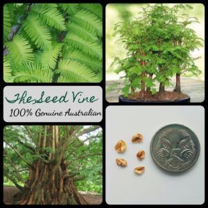 Metasequoia glyptostroboides - Dawn Redwood - main