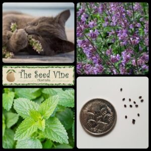 Nepeta cataria - True Catnip main