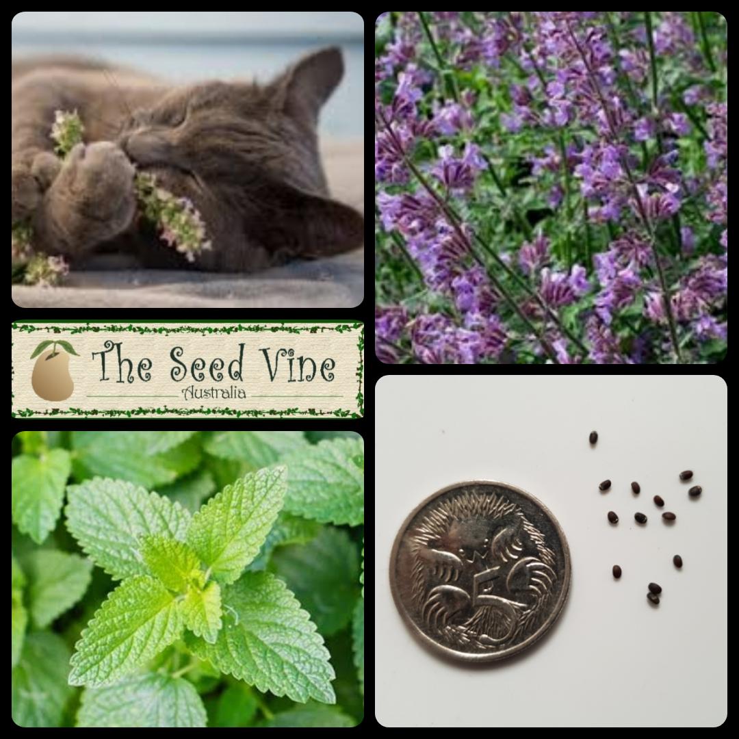 Nepeta cataria - True Catnip - The Seed Vine