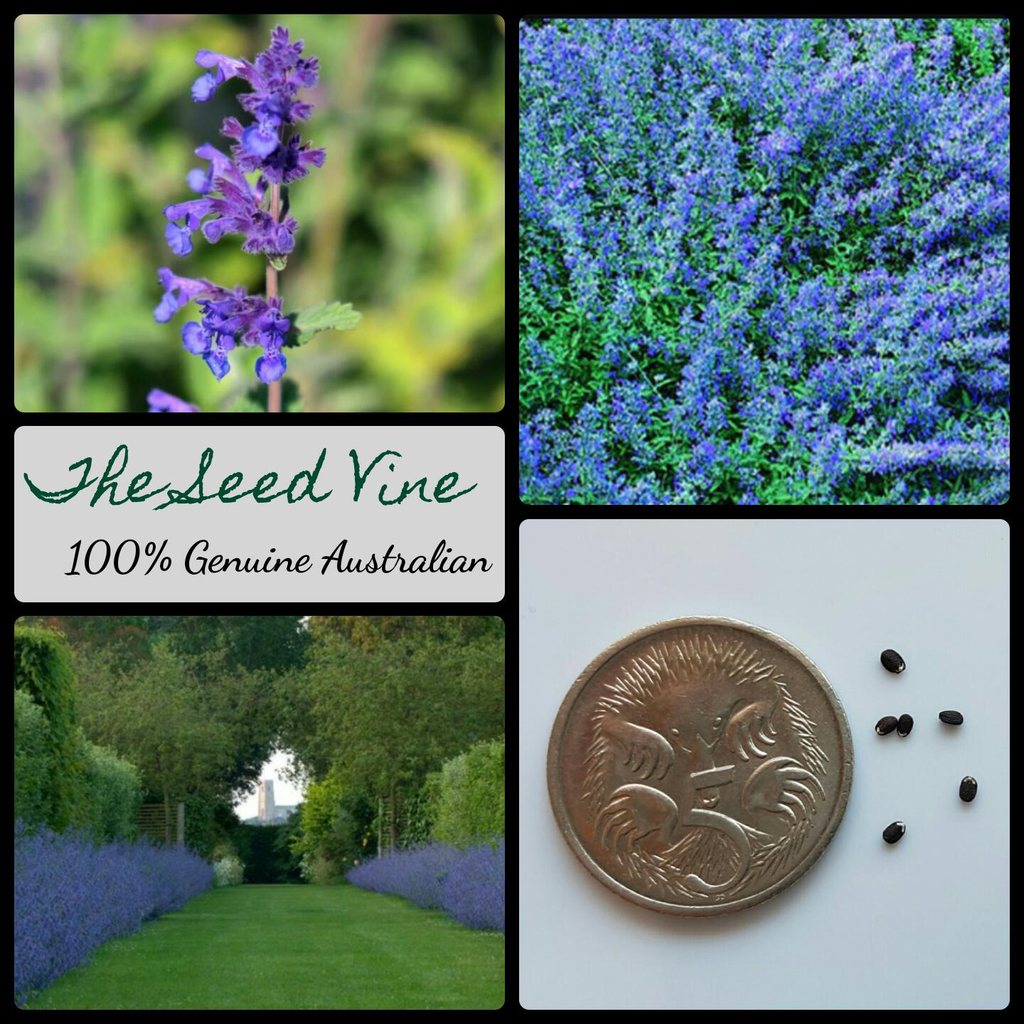 Nepeta racemosa - Persian Catmint - The Seed Vine