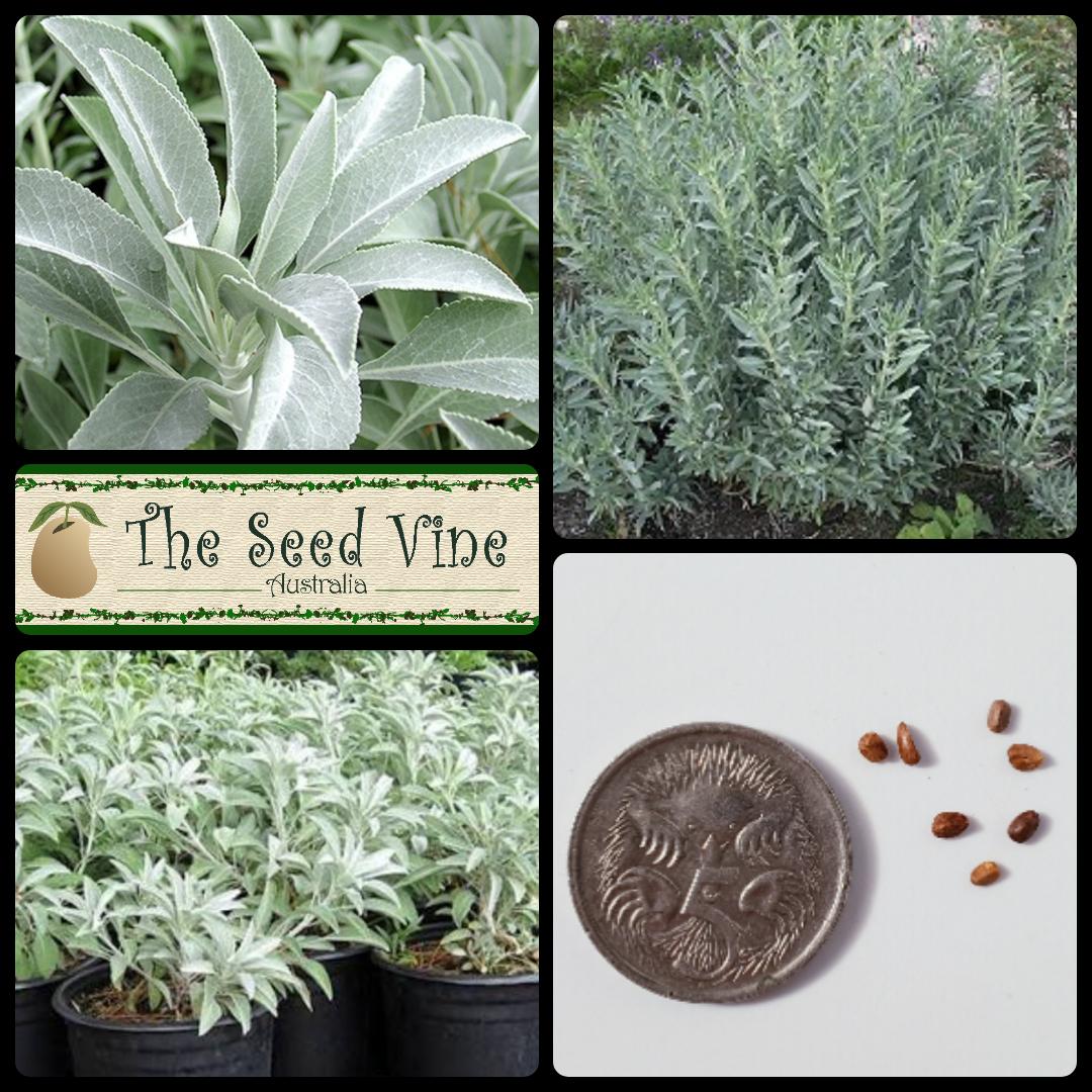 Salvia apiana - Sacred White Sage - The Seed Vine