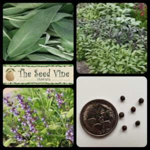 salvia-officinalis-sage-common main