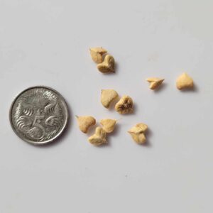 Boswellia serrata - Indian Frankincense - seeds