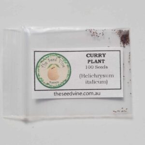 Helichrysum italicum - Curry Plant - seed pack