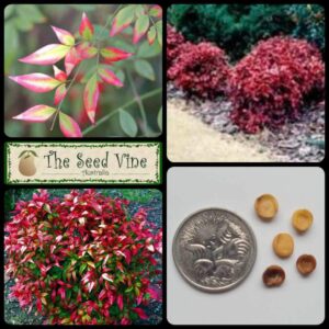 Nandina domestica - Sacred Bamboo main