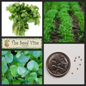 Nasturtium officinale - Watercress Large Leaved - main