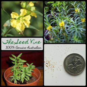 Heimia salicifolia - Sun Opener