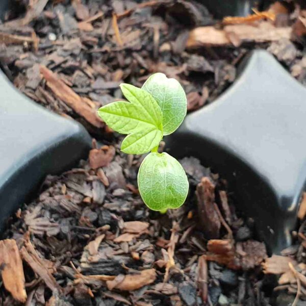 Semi Di Banana Passionfruit – Passiflora Mollissima – 5+ Semi – Valeyrac Exotics