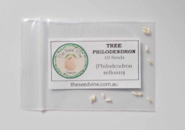 Philodendron selloum - Tree Philodendron - The Seed Vine