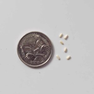 Philodendron selloum - Tree Philodendron - seeds