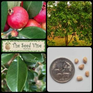 Psidium cattleyanum - Strawberry Guava main