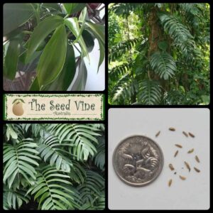 Rhaphidophora decursiva - Creeping Philodendron - main