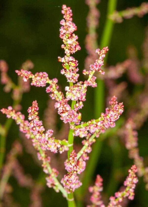 Rumex acetosa - Sorrel - The Seed Vine