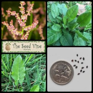 Rumex acetosa - Sorrel - main