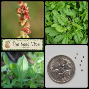 Rumex acetosella - Sheep Sorrel - main