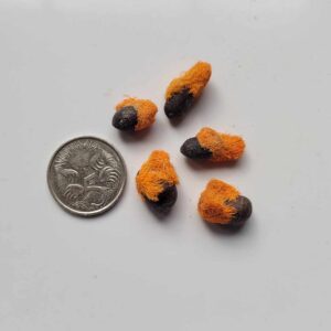 Strelitzia nicolai - White Bird of Paradise - 10 pack