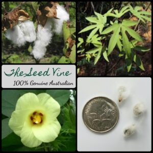 Gossypium arboreum - Tree Cotton