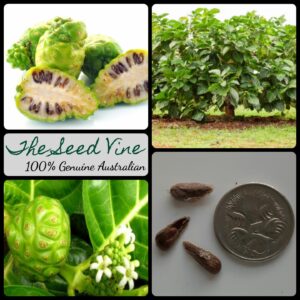 morinda citrifolia noni fruit