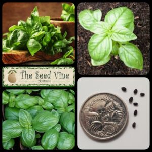 ocimum-basilicum-basil-sweet-genova-main