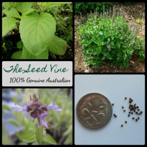 ocimum-tenuiflorum-holy-basil-seeds-MAIN