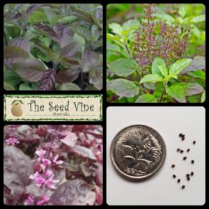 ocimum-tenuiflorum-sacred-red-basil-main