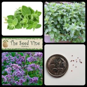 origanum-vulgare-oregano-organic-main