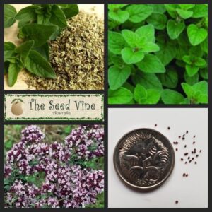origanum-vulgare-oregano-wild-italian-main