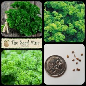 petroselinum-crispum-parsley-triple-curled-main