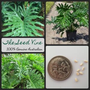 Philodendron lundii - Dwarf Philodendron - main