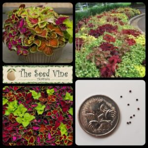 Coleus Fairway Mix - main