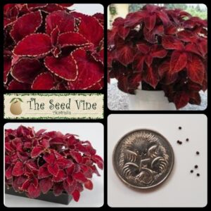 Coleus Red Velvet - main