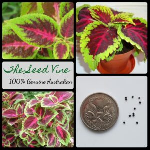 Coleus Rainbow Mix - main