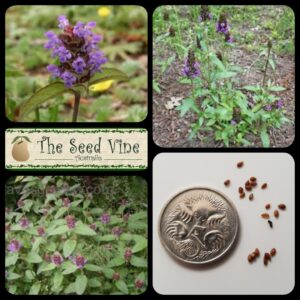 Prunella vulgaris - Self Heal