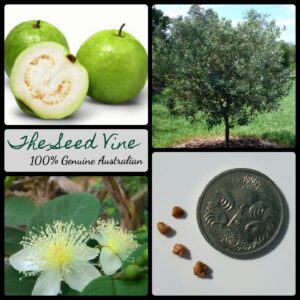 Psidium guajava - Yellow Guava main