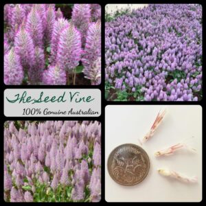 Ptilotus exaltatus - Pink Mulla Mulla - main