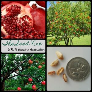 Punica granatum - Pomegranate - main