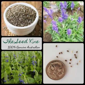 Salvia hispanica - Chia main