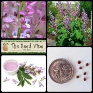 Salvia sclarea Clary Sage main