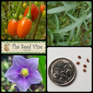 solanum aviculare kangaroo apple main