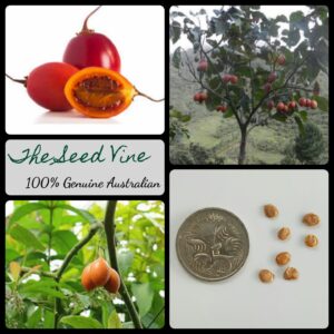 Solanum betaceum - Red Tamarillo - main